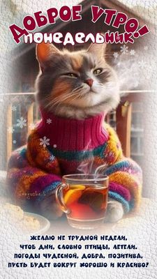Открытка «С добрым утром»: С добрым утром, понедельник! Уютный кот в свитере. Тэги: кот, животное, пожелание, хорошег…