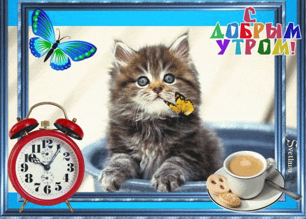 Открытка «С добрым утром»: Нежное доброе утро с котенком и бабочками. Тэги: кот, пожелание, позитивная, утро, друг…