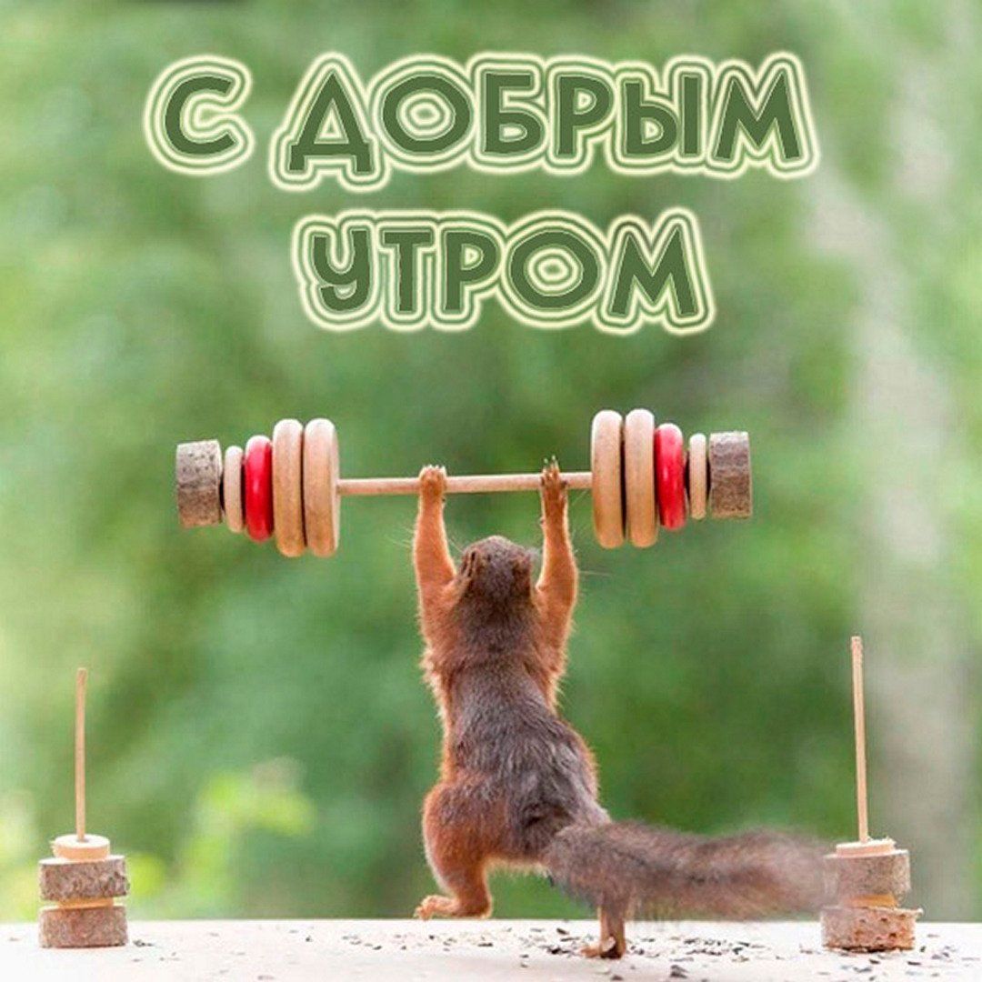 Открытка «С добрым утром»: Доброе утро: заряд бодрости от белки!. Тэги: животное, пожелание, позитивная, отличное нас…