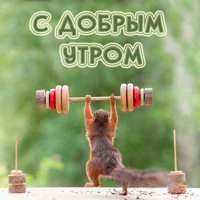 Открытка «С добрым утром»: Доброе утро: заряд бодрости от белки!. Тэги: животное, пожелание, позитивная, отличное нас…