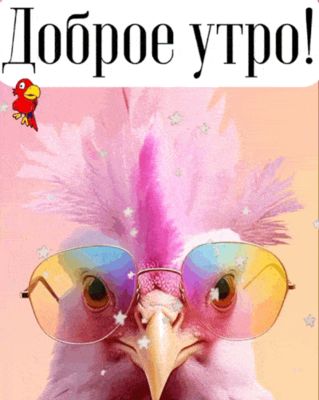 Открытка «С добрым утром»: Доброе утро: яркий петух в модных очках!. Тэги: животное, пожелание, позитивная, юмор…