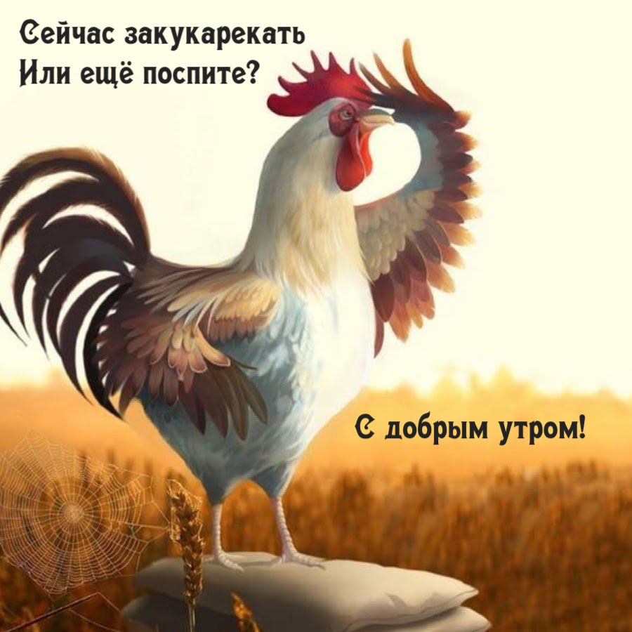 Открытка «С добрым утром»: С добрым утром! Веселый петушок будит ото сна. Тэги: животное, пожелание, позитивная…