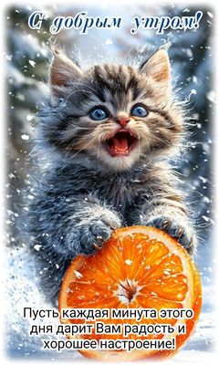 Открытка «С добрым утром»: С добрым утром! Позитивный котик дарит радость!. Тэги: кот, животное, пожелание, позитивная…