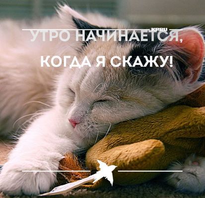 Открытка «С добрым утром»: С добрым утром: утро начинается, когда скажет кот!. Тэги: кот, животное, пожелание, позити…