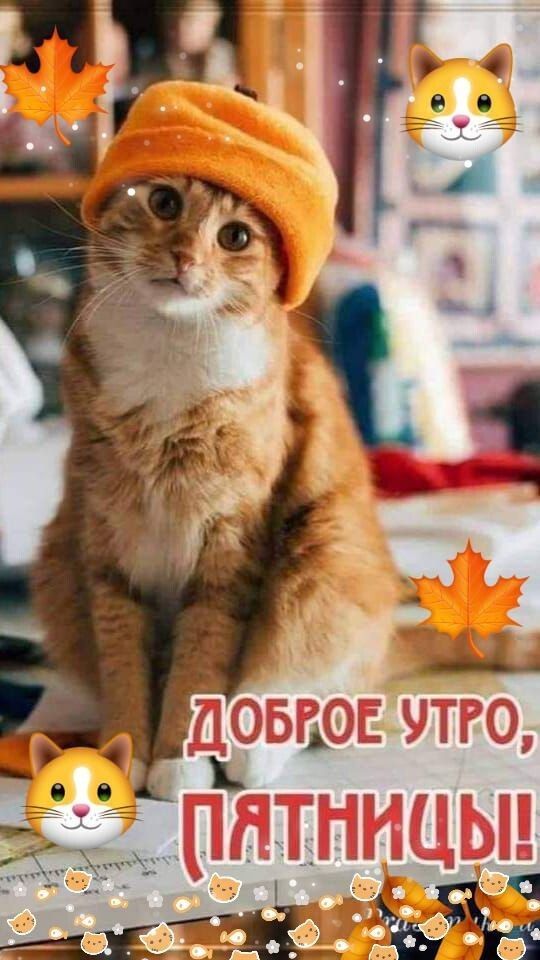 Открытка «С добрым утром»: С добрым утром, пятница! Кот в берете. Тэги: кот, животное, пожелание, красивая, хорошее н…