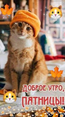 Открытка «С добрым утром»: С добрым утром, пятница! Кот в берете. Тэги: кот, животное, пожелание, красивая, хорошее н…