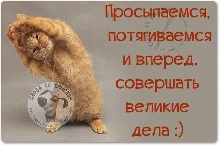 Открытка «С добрым утром»: С добрым утром! Просыпаемся и совершаем великие дела. Тэги: кот, животное, пожелание…