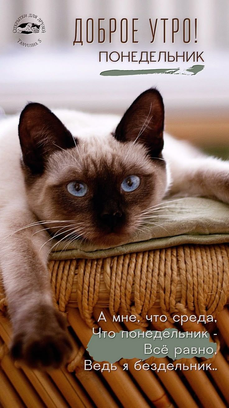 Открытка «С добрым утром»: С добрым утром в понедельник от кота-бездельника!. Тэги: кот, животное, пожелание, позитив…