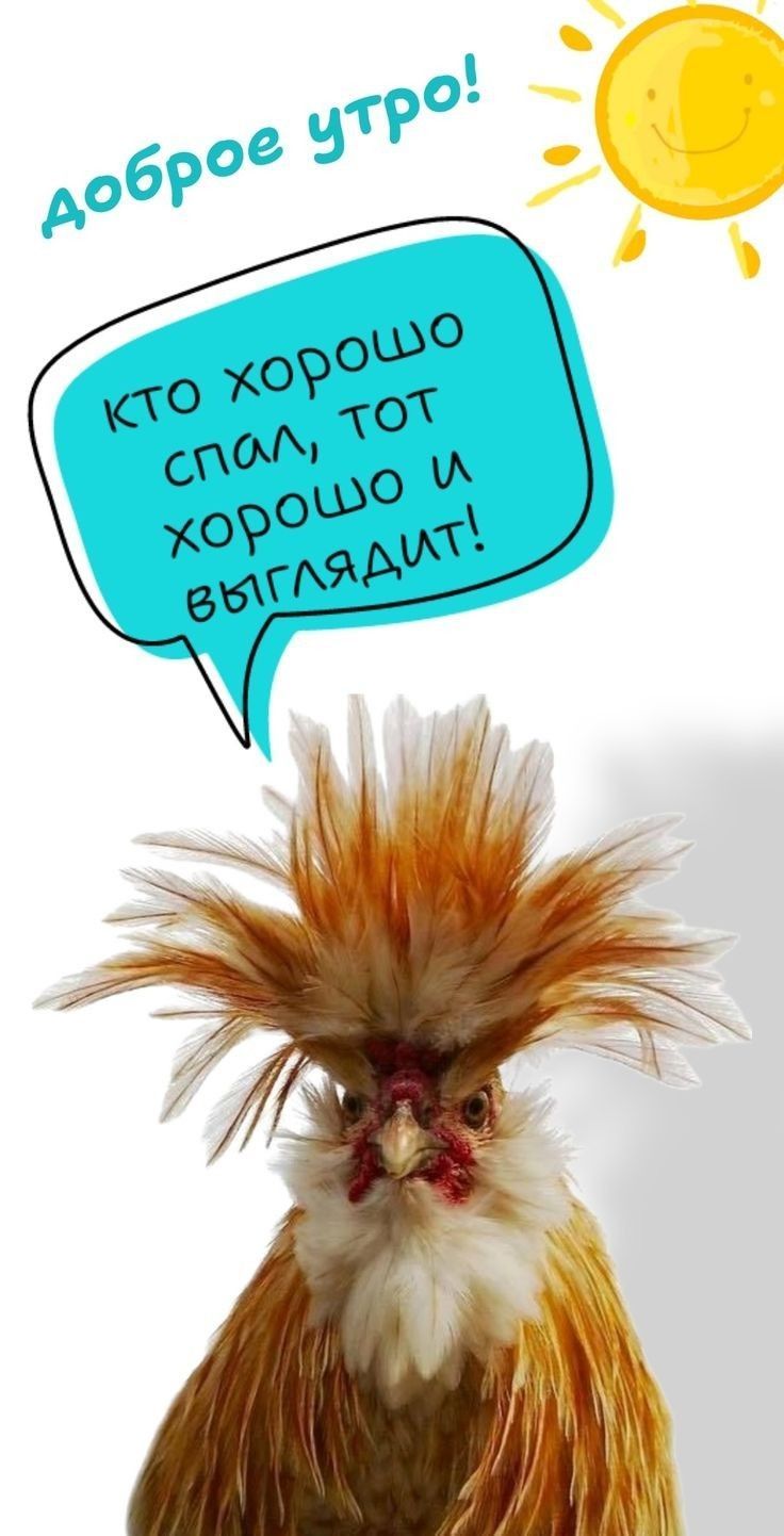 Открытка «С добрым утром»: Доброе утро! Кто спал хорошо, тот выглядит отлично!. Тэги: животное, пожелание, позитивная…