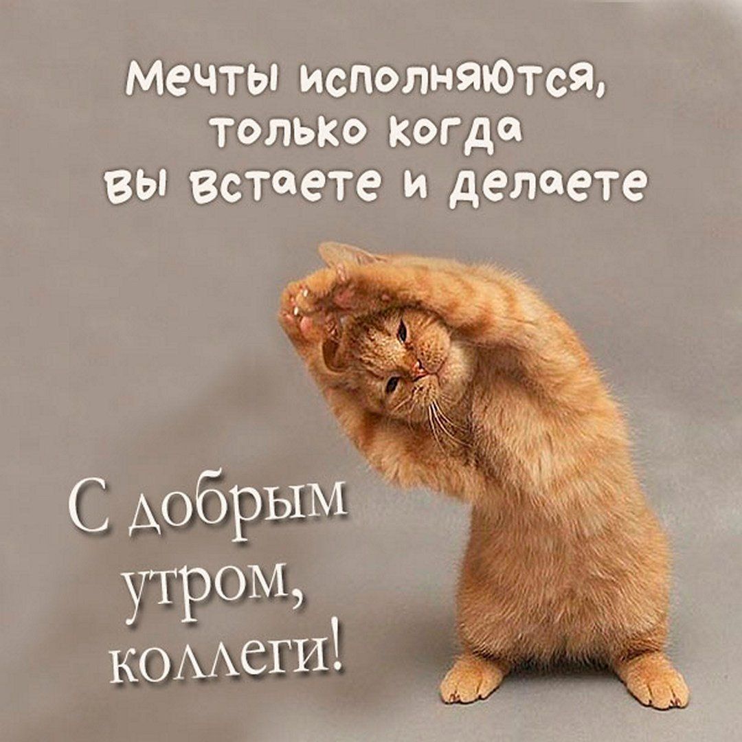 Открытка «С добрым утром»: С добрым утром, коллеги! Пушистый заряд бодрости. Тэги: кот, животное, пожелание, позитивн…