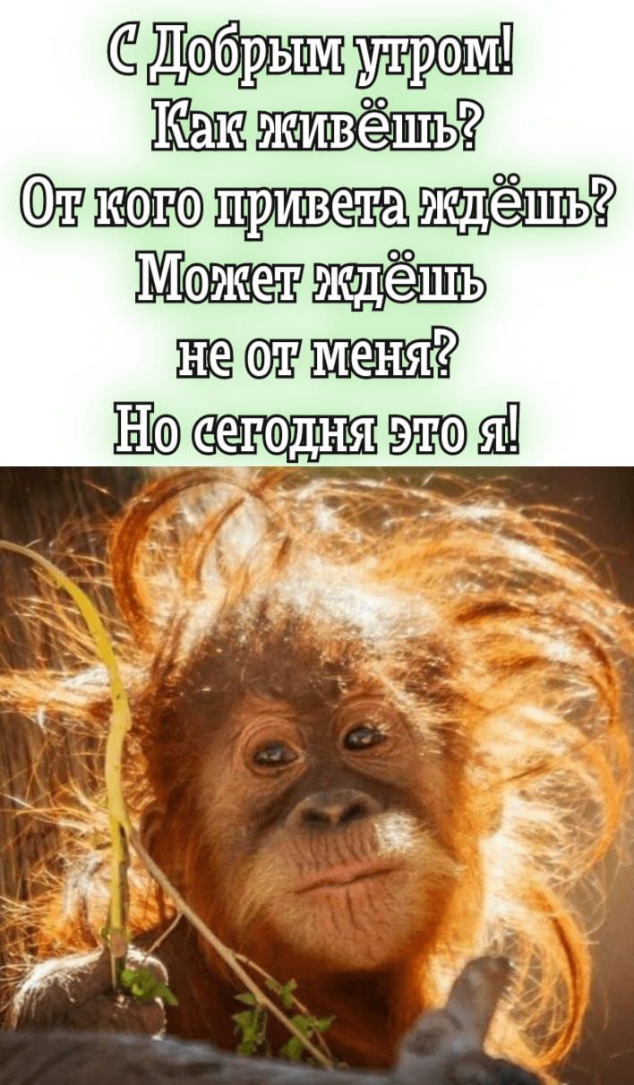Открытка «С добрым утром»: С Добрым утром! Забавный привет от обезьянки. Тэги: животное, пожелание, позитивная…