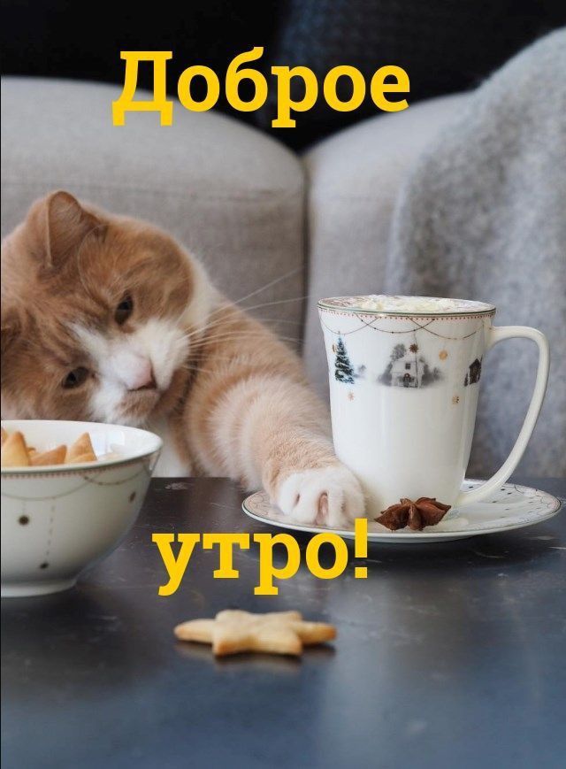 Открытка «С добрым утром»: Зимнее доброе утро с котом и кофе. Тэги: кот, животное, пожелание, позитивная, утро…