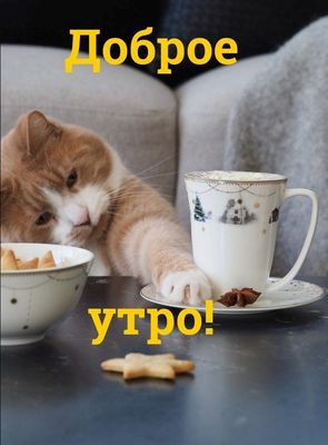 Открытка «С добрым утром»: Зимнее доброе утро с котом и кофе. Тэги: кот, животное, пожелание, позитивная, утро…