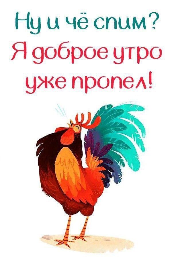 Открытка «С добрым утром»: Петух уже пропел доброе утро!. Тэги: животное, пожелание, позитивная, юмор, прикольная…