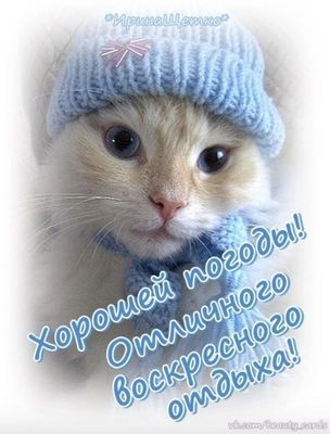 Открытка «С добрым утром»: Милый котик в шапке: с добрым утром и отличным воскресеньем!. Тэги: кот, животное, пожелан…
