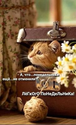 Открытка «С добрым утром»: Котёнок желает лёгкого понедельника!. Тэги: кот, животное, пожелание, позитивная, юмор…
