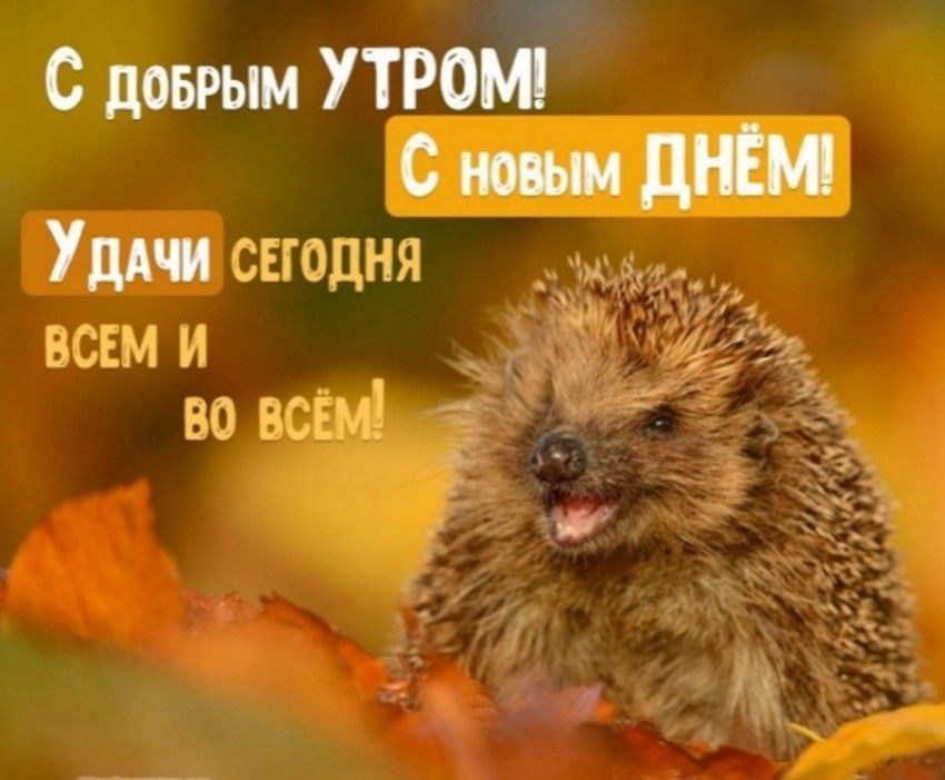 Открытка «С добрым утром»: С добрым утром! Милый ежик желает удачи. Тэги: животное, пожелание, позитивная, хорошего д…