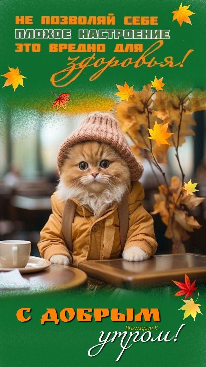 Открытка «С добрым утром»: С добрым утром: милый котик и осенний позитив. Тэги: кот, животное, пожелание, шапка…