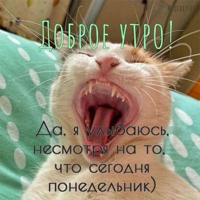 Открытка «С добрым утром»: Понедельник? Кот улыбается! Доброе утро!. Тэги: кот, животное, пожелание, позитивная…