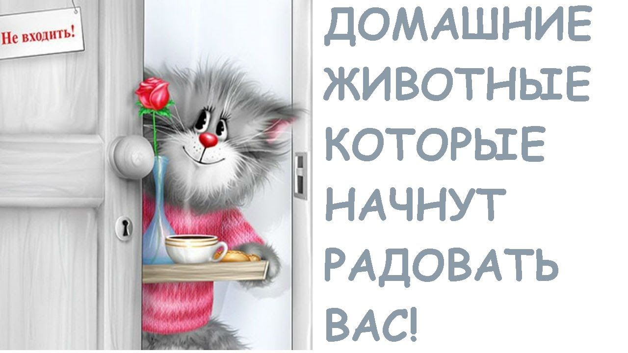 Открытка «С добрым утром»: Доброе утро! Пушистый котик с кофе и розой. Тэги: кот, животное, пожелание, юмор, утро…