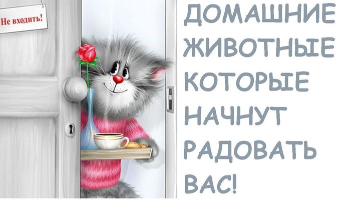 Открытка «С добрым утром»: Доброе утро! Пушистый котик с кофе и розой. Тэги: кот, животное, пожелание, юмор, утро…