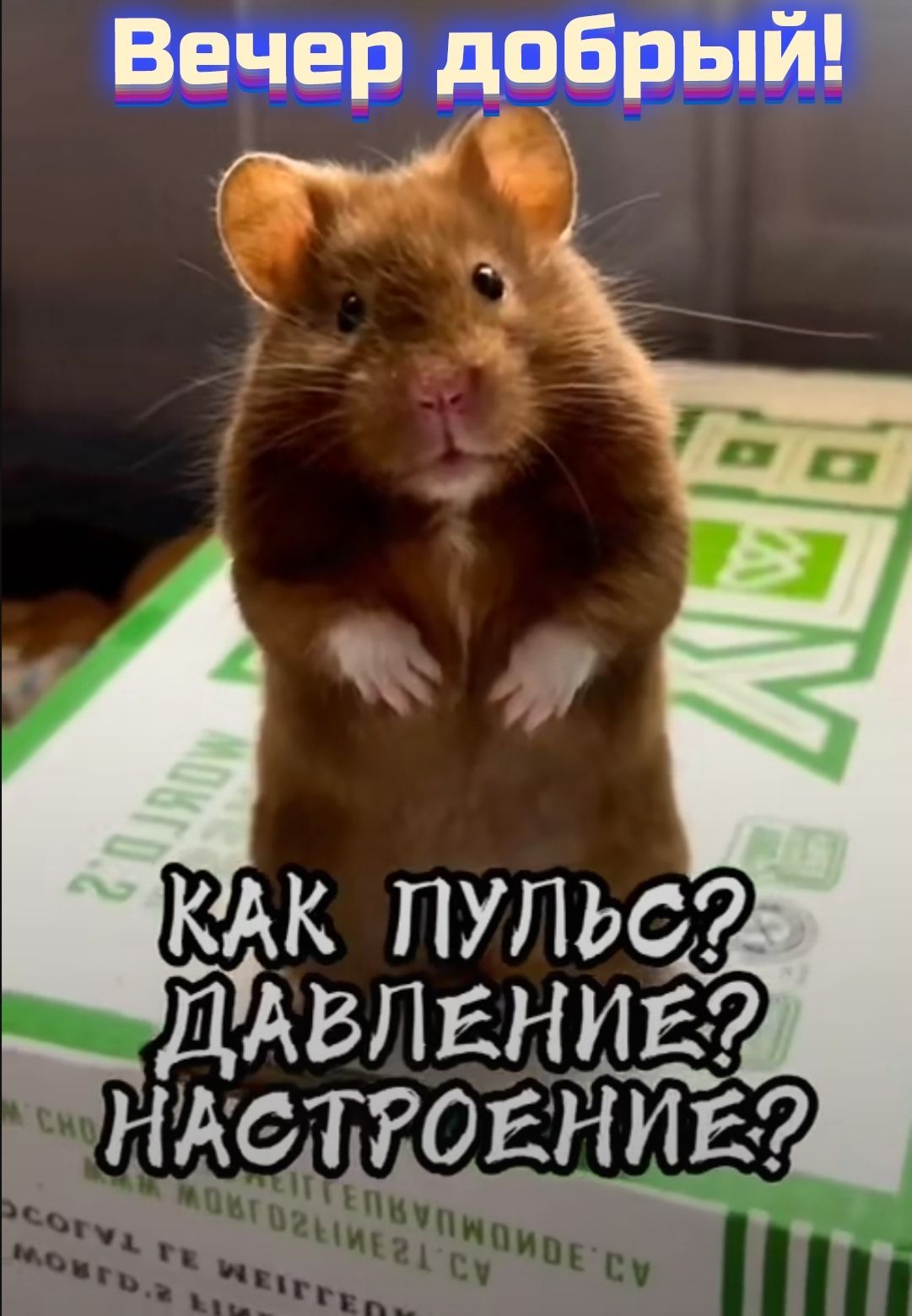 Открытка «С добрым утром»: С добрым утром! Хомяк о пульсе и настроении. Тэги: животное, пожелание, позитивная, хороше…