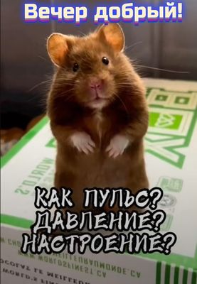 Открытка «С добрым утром»: С добрым утром! Хомяк о пульсе и настроении. Тэги: животное, пожелание, позитивная, хороше…