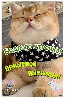 Открытка «С добрым утром»: Кот желает: Бодрого утра и приятной пятницы!. Тэги: кот, животное, пожелание, позитивная…