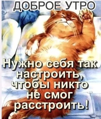 Открытка «С добрым утром»: С добрым утром: пусть никто не сможет расстроить!. Тэги: кот, животное, пожелание, хорошег…