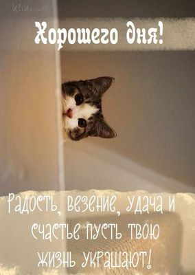 Открытка «С добрым утром»: С добрым утром! Радости, везения и хорошего дня!. Тэги: кот, животное, пожелание, позитивн…