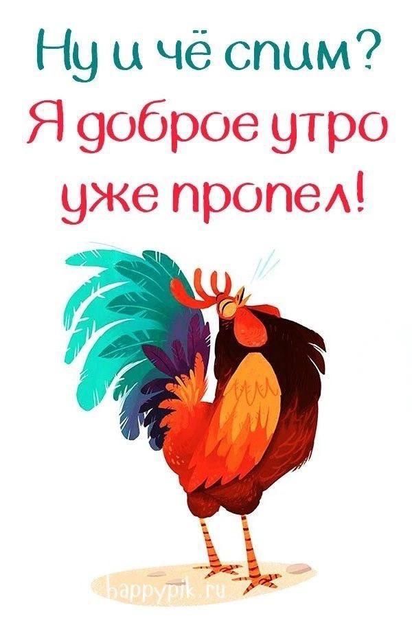 Открытка «С добрым утром»: Доброе утро: петух уже пропел!. Тэги: животное, пожелание, юмор, утро, настроение, прикол…