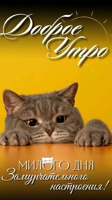 Открытка «С добрым утром»: Доброе утро с милым котиком и хорошим настроением. Тэги: кот, животное, пожелание, позитив…