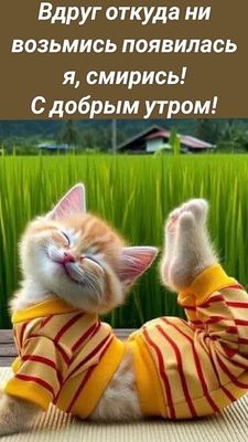 Открытка «С добрым утром»: С добрым утром! Я появился, смирись!. Тэги: кот, животное, пожелание, хорошего дня, отличн…