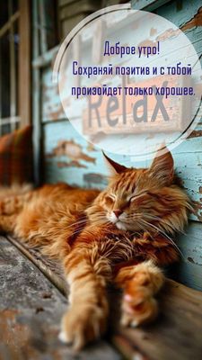 Открытка «С добрым утром»: Доброе утро: пушистый кот и позитивный релакс. Тэги: кот, животное, пожелание, хорошего дня…
