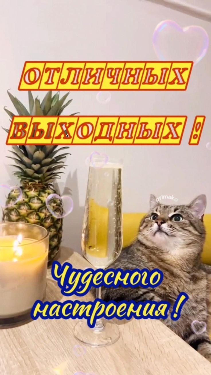 Открытка «С добрым утром»: Отличных выходных и чудесного настроения!. Тэги: кот, животное, пожелание, позитивная, юмор…