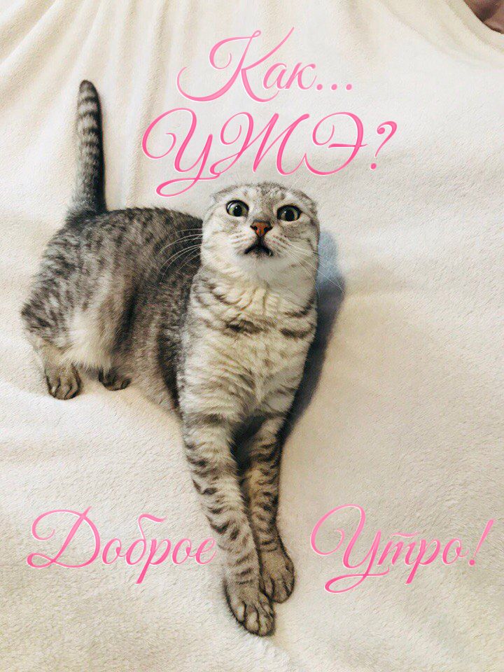 Открытка «С добрым утром»: Удивленный кот: Как уже утро?! Доброе утро!. Тэги: кот, животное, пожелание, позитивная…