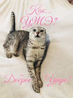 Открытка «С добрым утром»: Удивленный кот: Как уже утро?! Доброе утро!. Тэги: кот, животное, пожелание, позитивная…