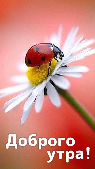 Открытка «С добрым утром»: Доброго утра: Божья коровка на ромашке. Тэги: пожелание, отличное настроение, утро, позитив…