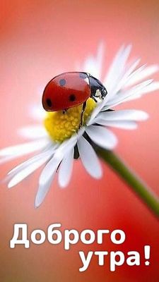 Открытка «С добрым утром»: Доброго утра: Божья коровка на ромашке. Тэги: пожелание, отличное настроение, утро, позитив…