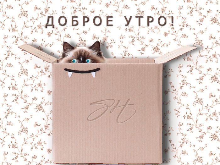 Открытка «С добрым утром»: Доброе утро! Пушистый привет из коробки!. Тэги: кот, животное, пожелание, позитивная…