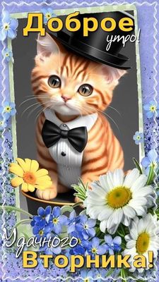 Открытка «С добрым утром»: Доброе утро и удачного вторника с милым котенком. Тэги: кот, животное, пожелание, позитивн…