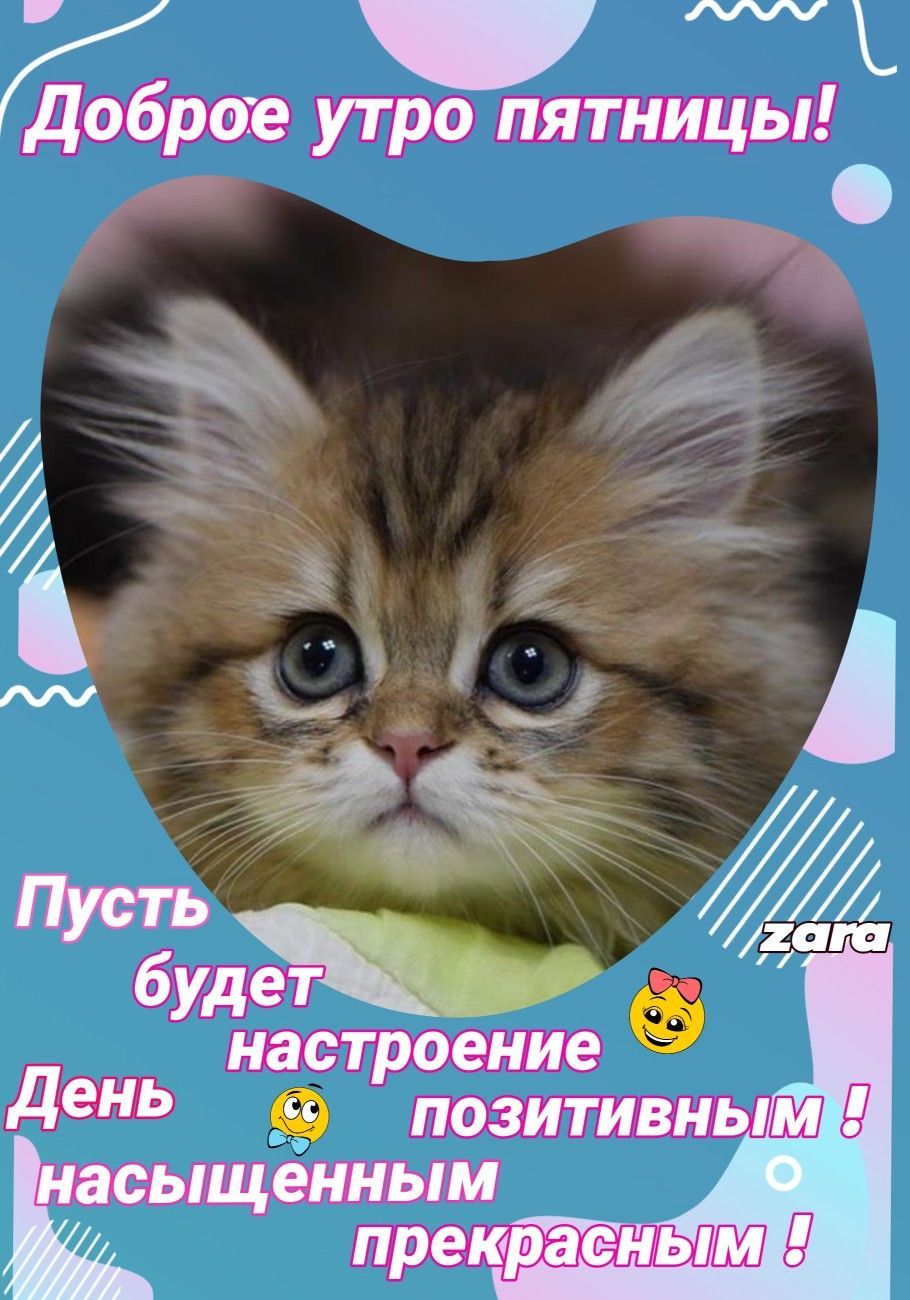 Открытка «С добрым утром»: Доброе утро пятницы! Пусть день будет прекрасным!. Тэги: кот, животное, пожелание, хорошег…