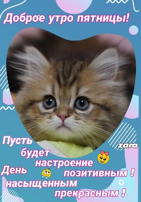 Открытка «С добрым утром»: Доброе утро пятницы! Пусть день будет прекрасным!. Тэги: кот, животное, пожелание, хорошег…