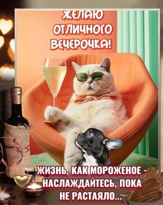 Открытка «С добрым утром»: Отличного вечера: жизнь как мороженое, наслаждайся!. Тэги: кот, животное, пожелание…