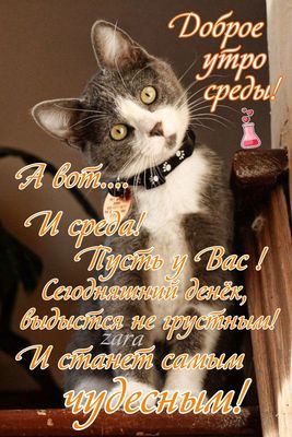 Открытка «С добрым утром»: Чудесное утро среды с котёнком и добрым пожеланием. Тэги: кот, животное, пожелание, позити…