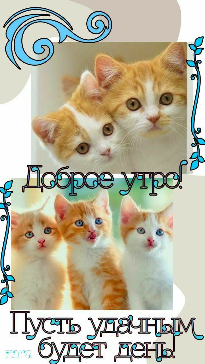 Открытка «С добрым утром»: Котята желают доброго утра и удачного дня!. Тэги: кот, животное, пожелание, отличное настр…