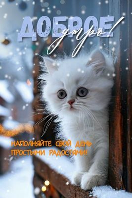 Открытка «С добрым утром»: Доброе утро: котенок, снег и простые радости. Тэги: кот, животное, пожелание, отличное нас…