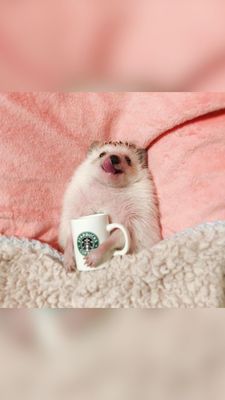 Открытка «С добрым утром»: Уютное доброе утро с милым ежиком и кофе. Тэги: животное, пожелание, позитивная, отличное…