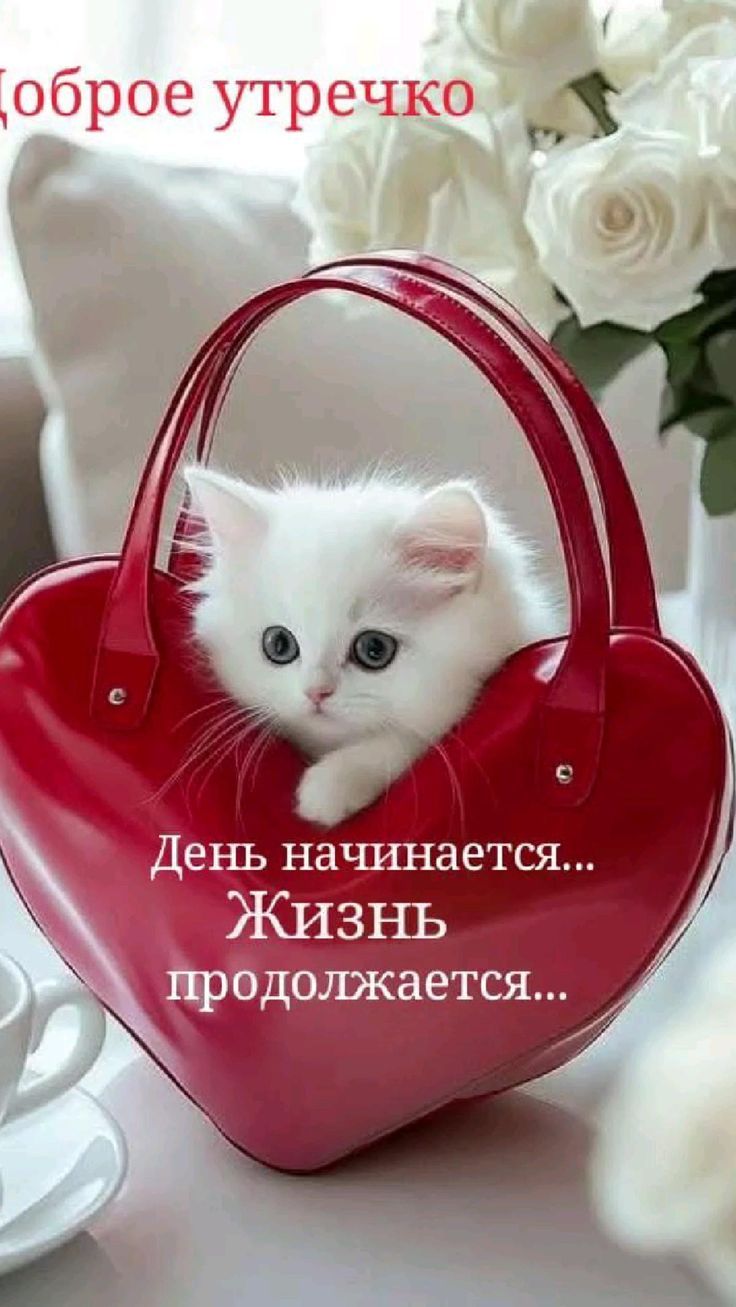 Открытка «С добрым утром»: С добрым утром! Милый котенок и нежные розы. Тэги: кот, животное, пожелание, отличное наст…