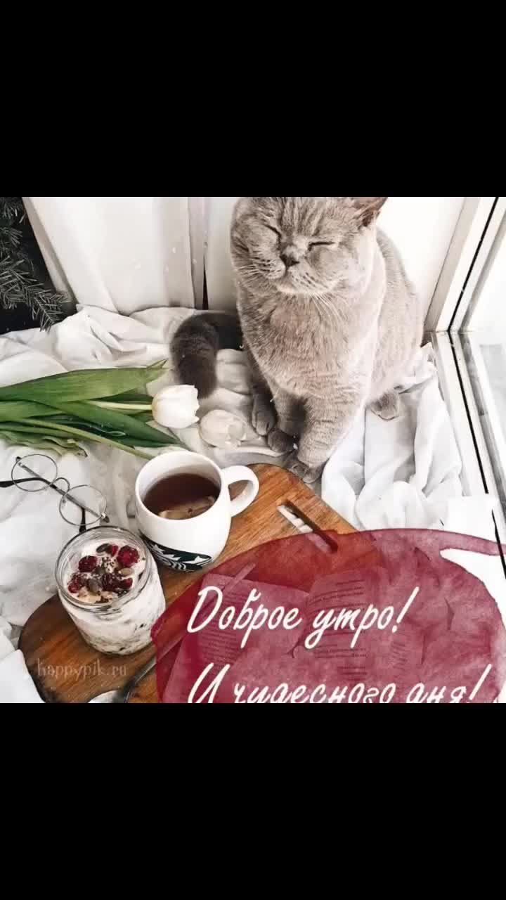 Открытка «С добрым утром»: Нежное доброе утро с котом, тюльпанами и чаем. Тэги: кот, животное, пожелание, позитивная…